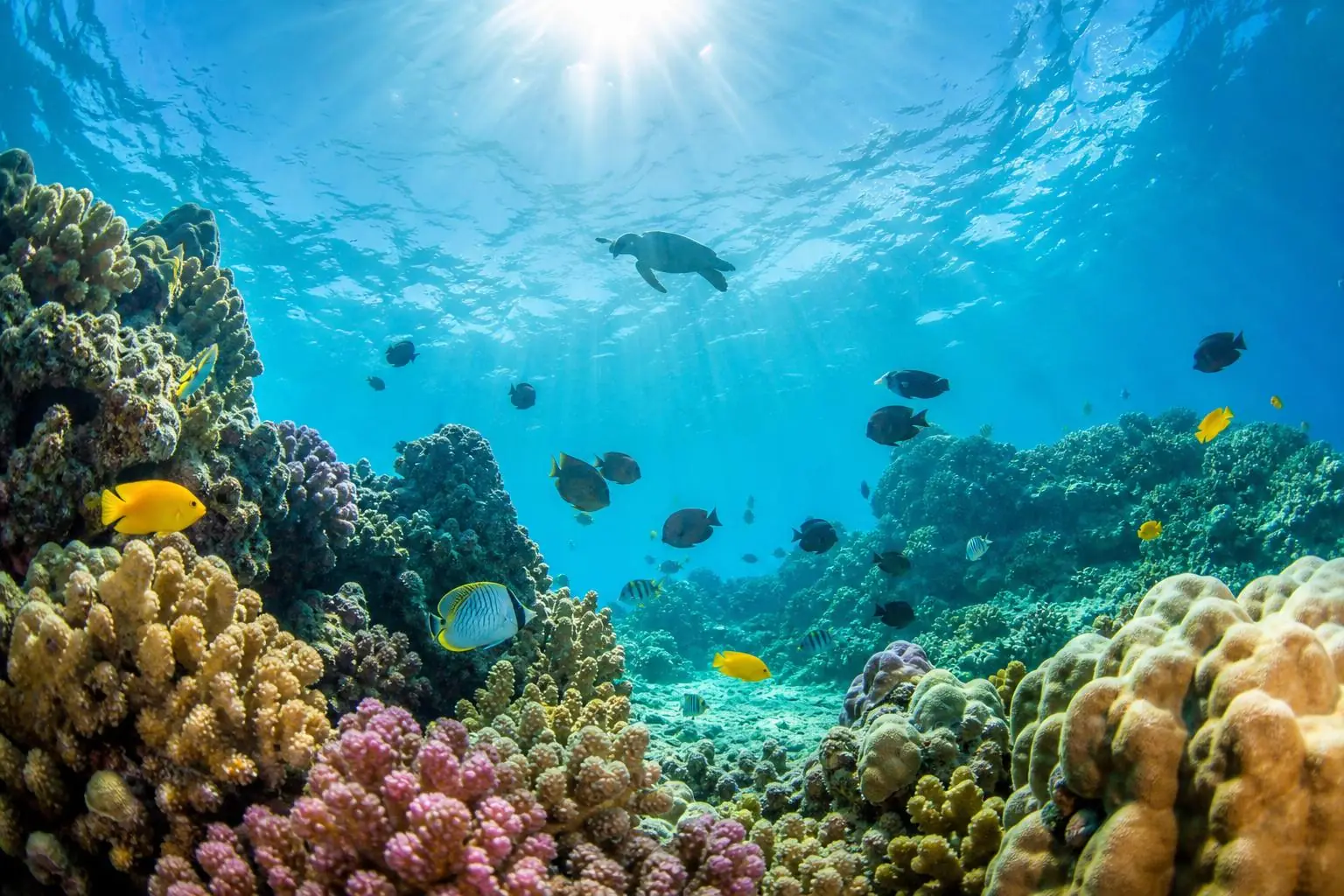 Sea turtle in clear Hawaiian water